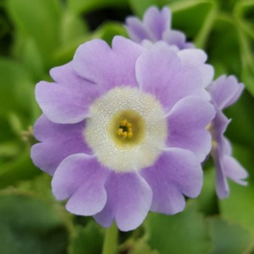 Primula auricula 'Eden Lilac Time' - Kõrvikpriimula 'Eden Lilac Time' P9/0,55L